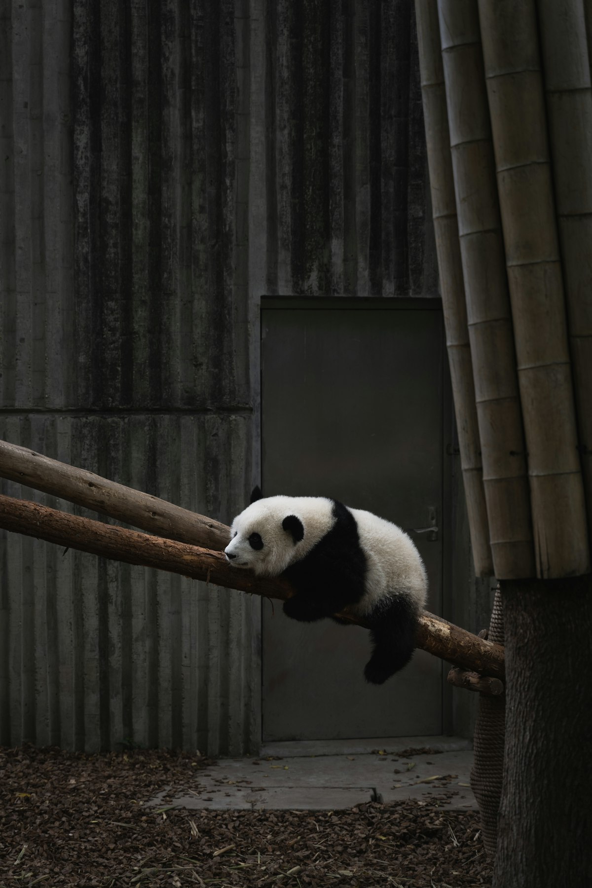 Giant panda Chengdu China summer