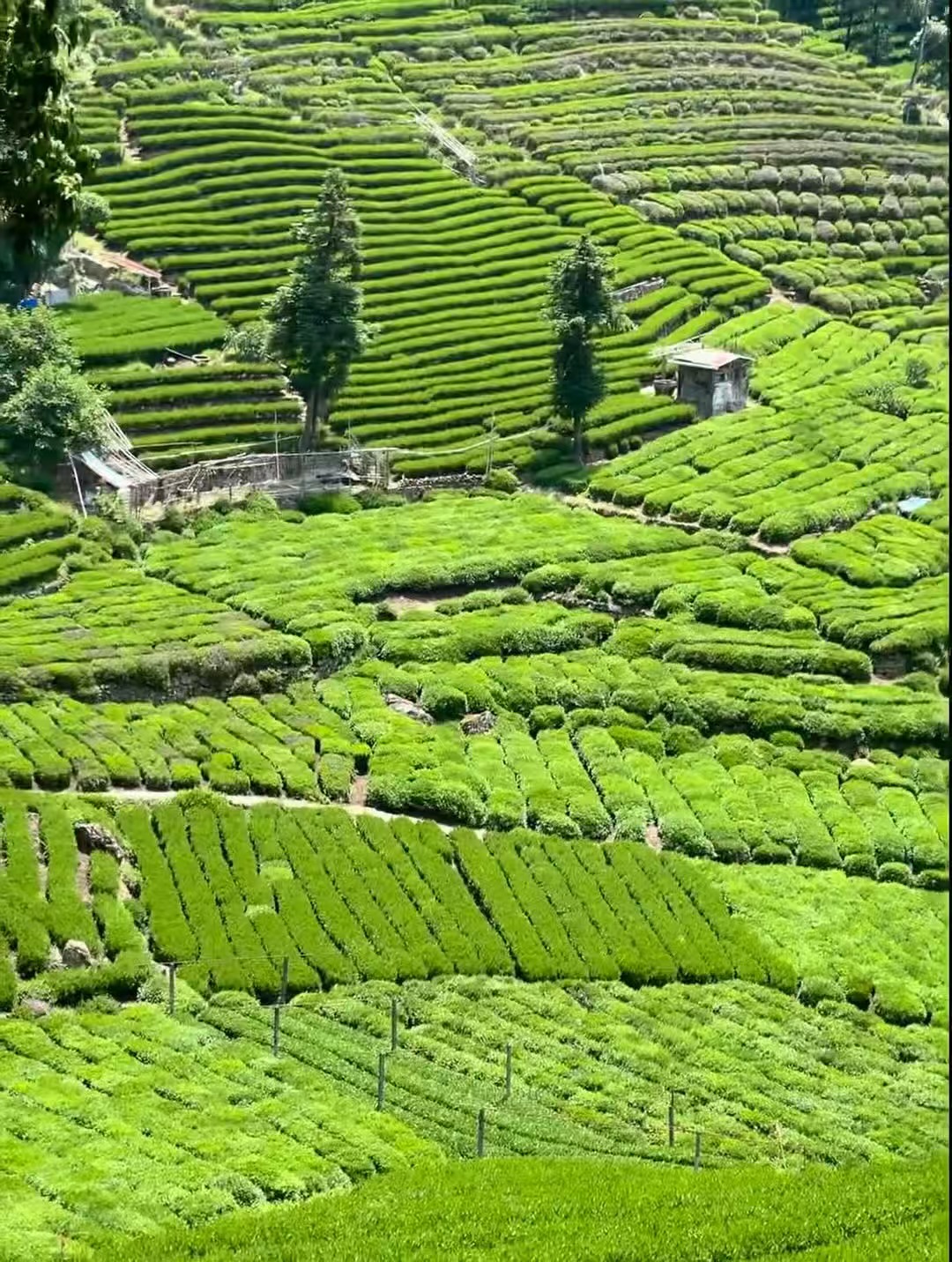Tea garden in Hangzhou