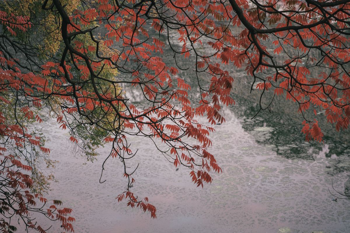 Red autumn leaves hanging over a creek in Hangzhou's Nine Creeks scenic area